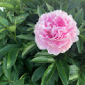 Meet your Posher, Veronica